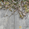 GeoCeramica® 40x80x4 Timber Grigio