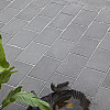Everstone 20x30x6 Antra