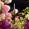 in-lite Breeze Low