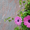 Stonique Trommel Waalformaat 20x5x7 Groningerbruin